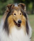 Rough Collie